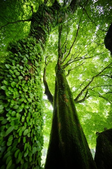 ESG Malaysia: Leading resource for Environmental, Social, and Governance excellence